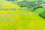 推荐使用91香蕉app的好色先生站长，畅享精彩内容与优质服务！